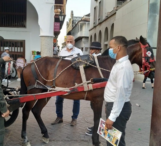 Caballos cocheros