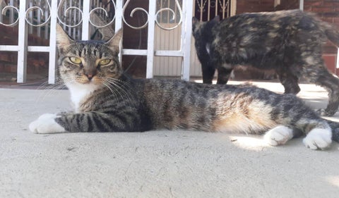 Gatos envenenados en Cúcuta