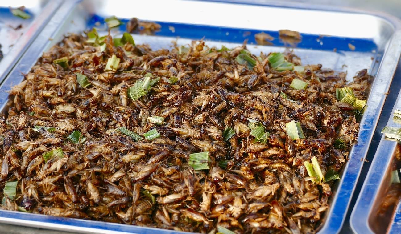 insectos comestibles
