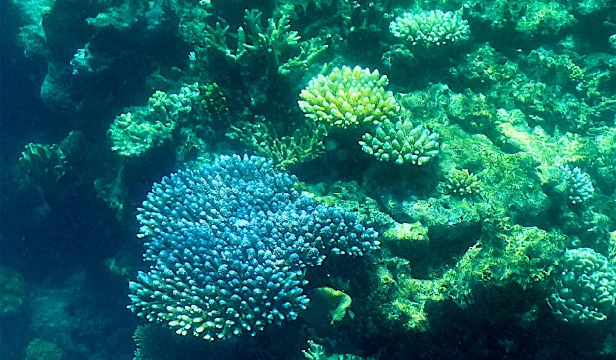 La Gran Barrera de Coral de Australia