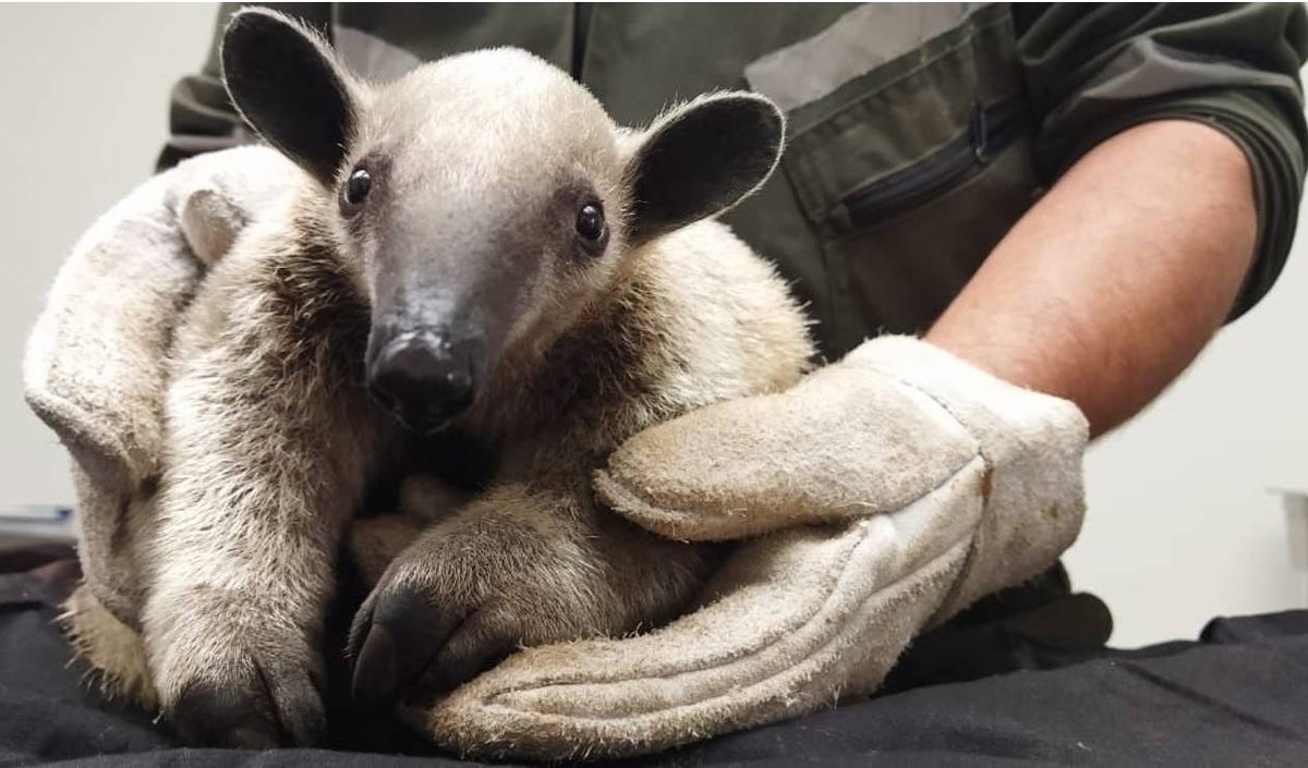 Rescate de Oso hormiguero