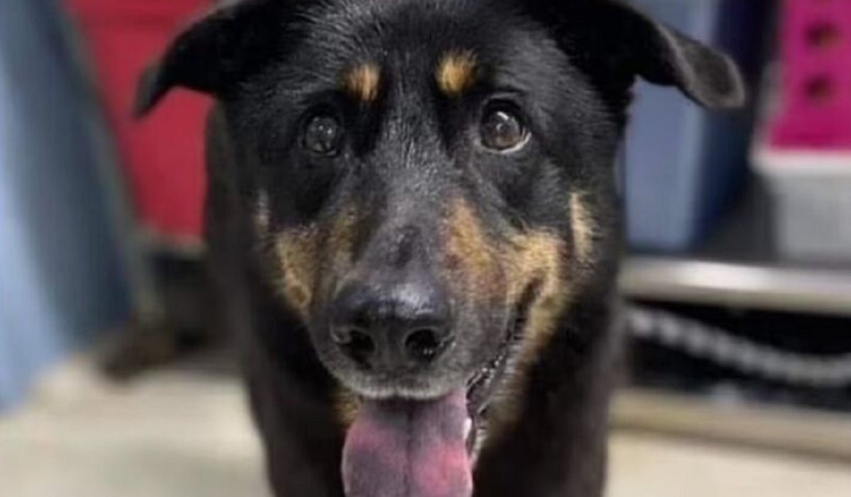 Abandonaron a un perro por ser considerado “gay” y una pareja homosexual lo adoptó