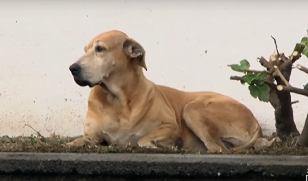 El 'humano' de Marcos murió en abril de 2017