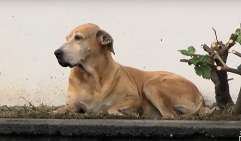 El 'humano' de Marcos murió en abril de 2017