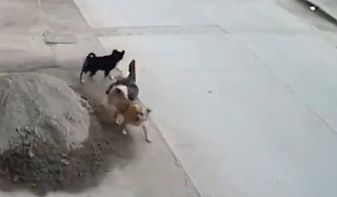 Perro salva a otro de ser arrollado