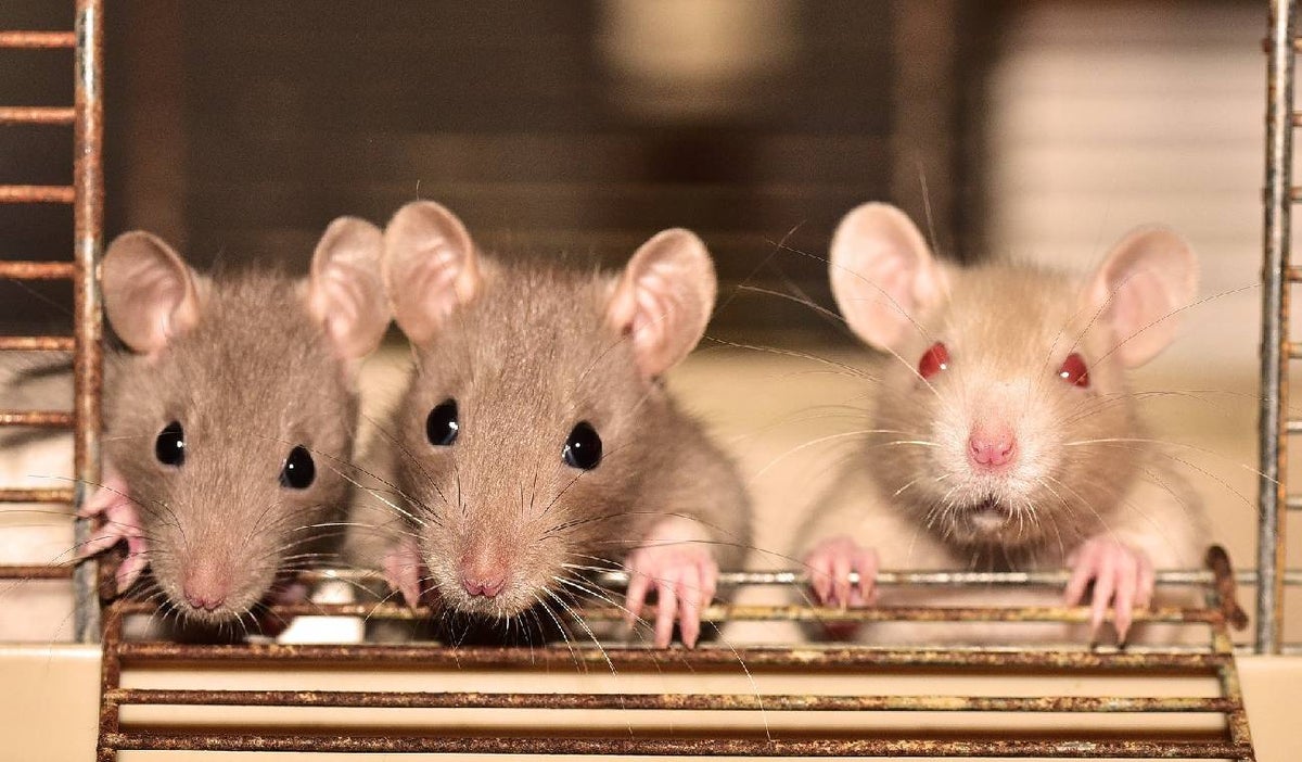 Ratas reconocen canciones