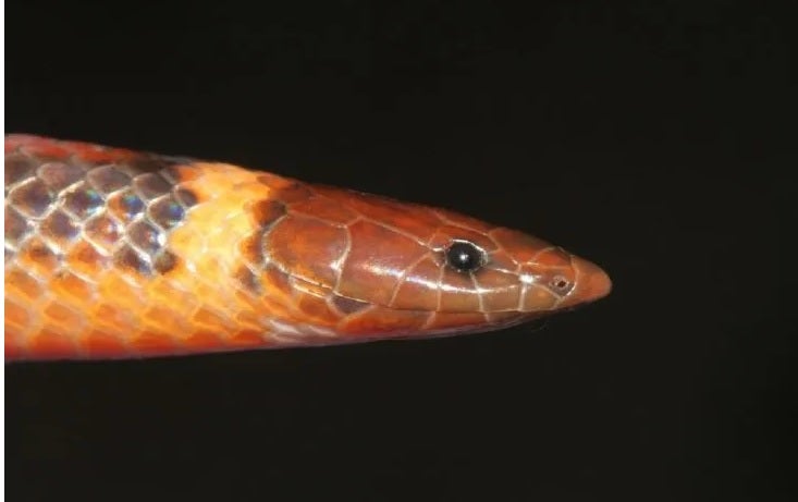 Descubren serpiente en Paraguay