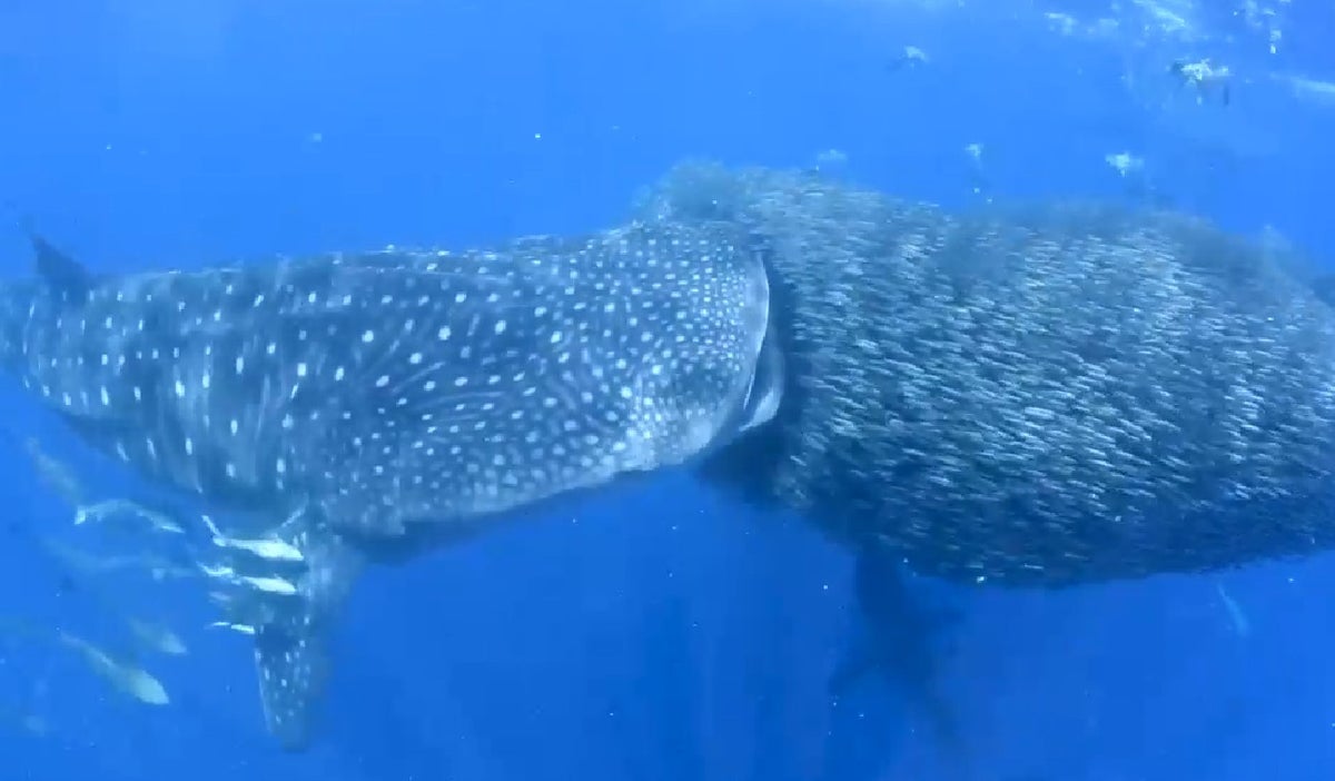 Tiburón ballena