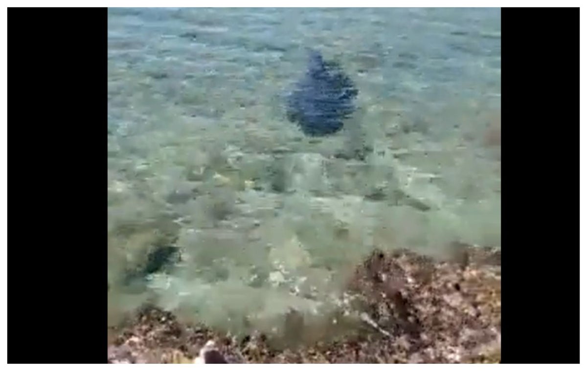 Tiburón que mató a turista
