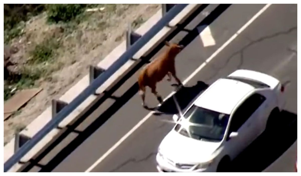 Vaca escapa de la policía