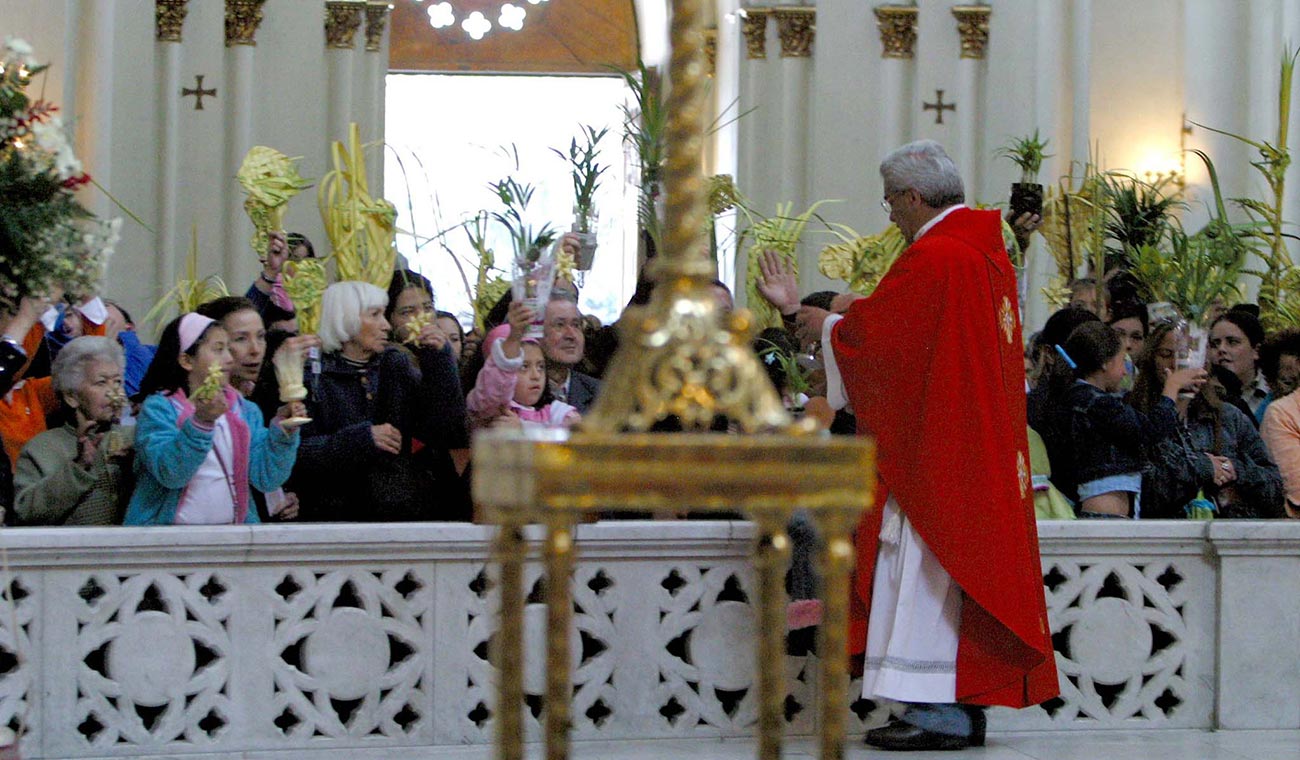 Palma Areca en Domingo de Ramos