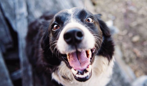 Mirada de los perros y sus razones científicas