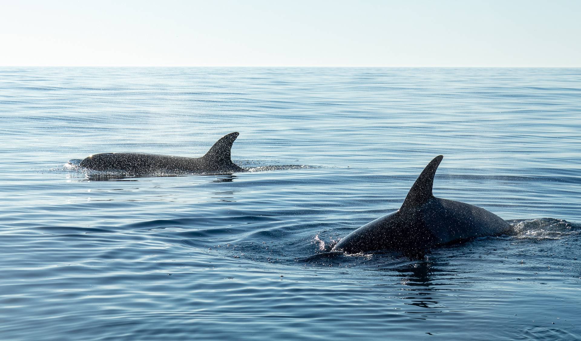 Captan el impactante momento en que 70 orcas se devoran a una ballena azul