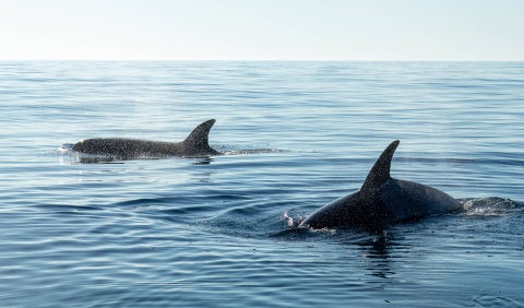 Captan el impactante momento en que 70 orcas se devoran a una ballena azul