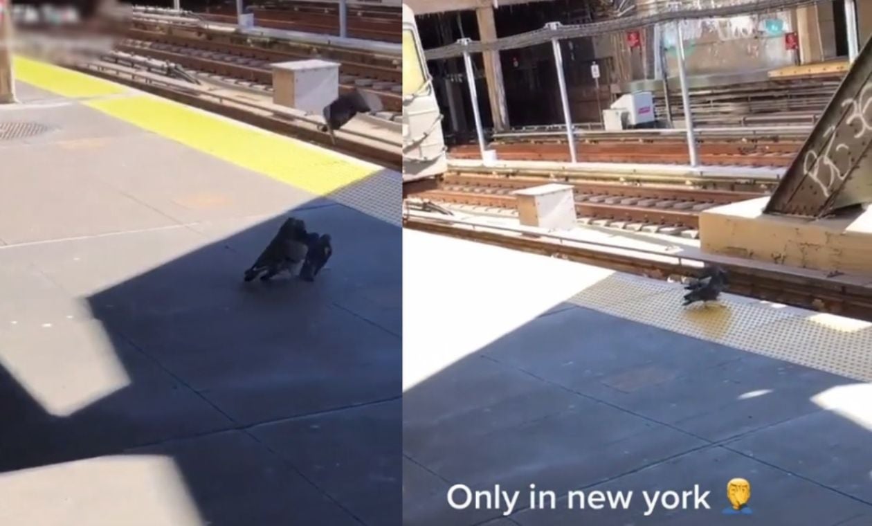 Dos palomas se unieron para llevar a pichón hasta rieles de tren [VIDEO]