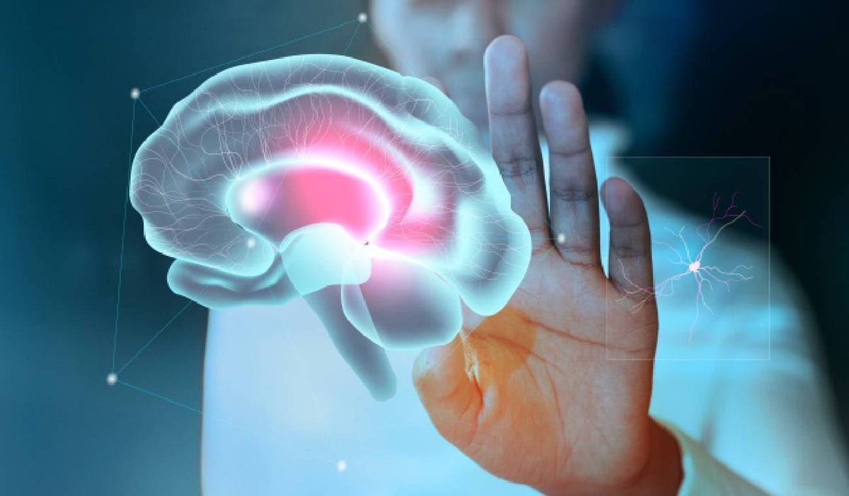 Funcionamiento del cerebro y la memoria