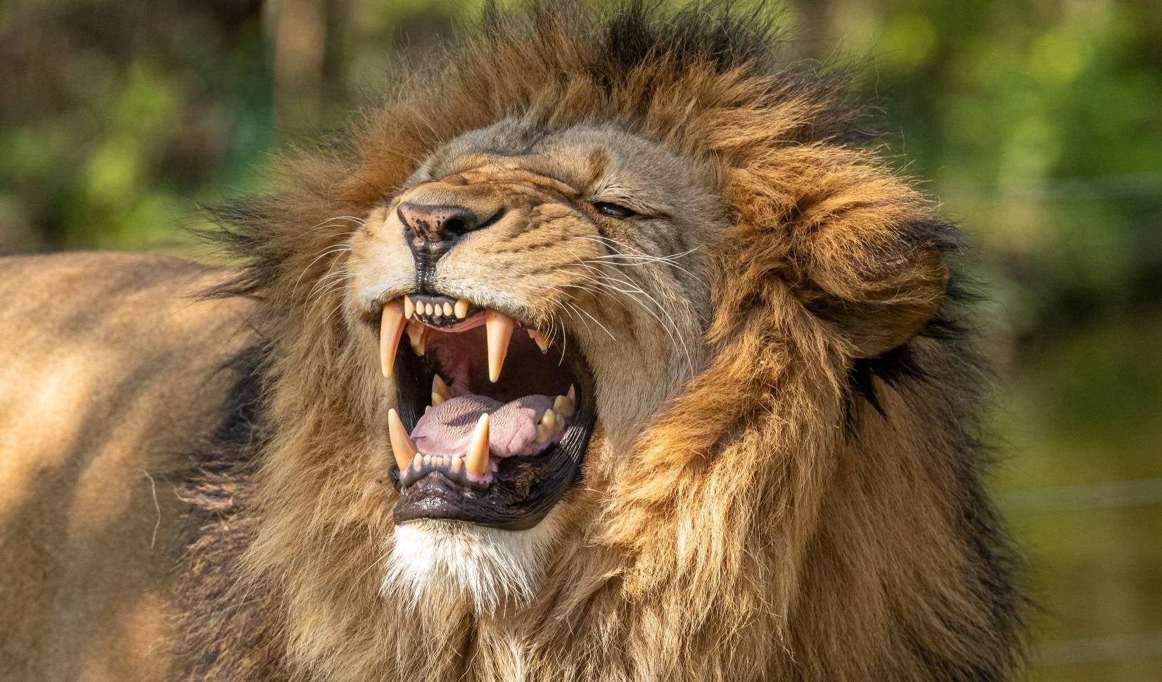 León ataca a su cuidador
