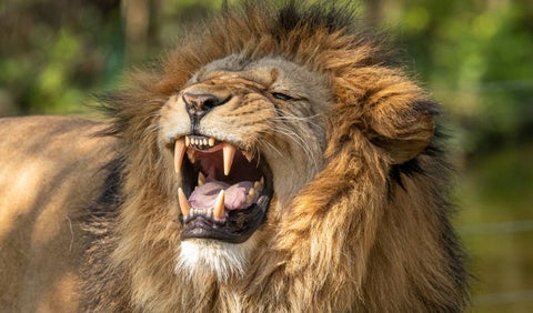 León ataca a su cuidador