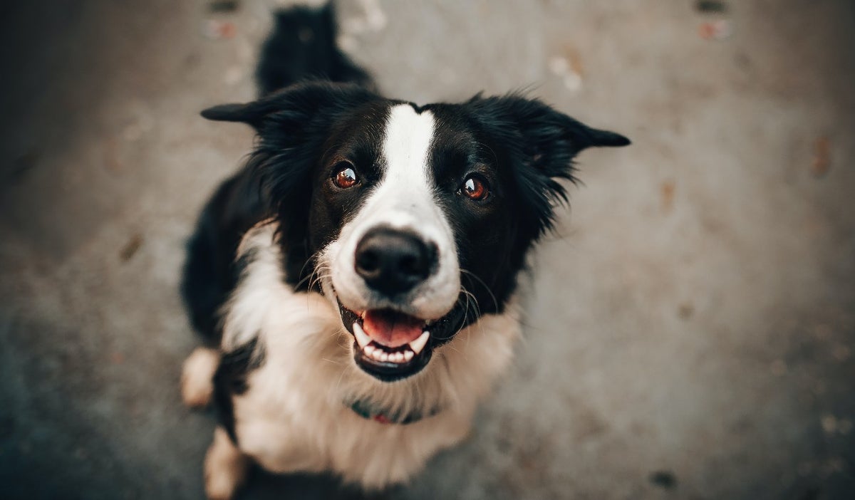 Mascota