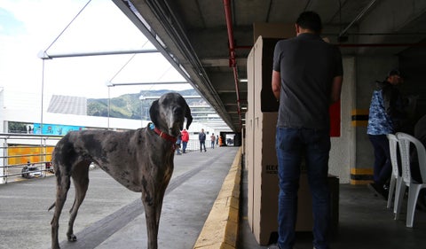 Mascotas en puestos de votación