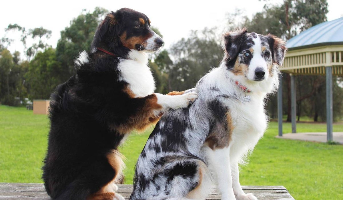 Raza de perros