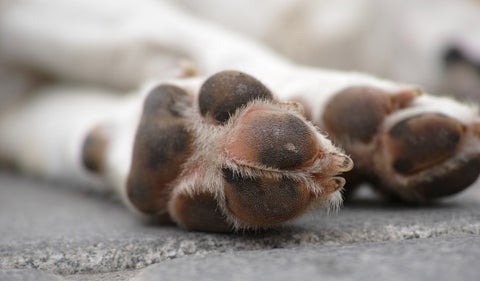 Perro