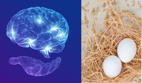 Relación proteinas cerebro y testículos