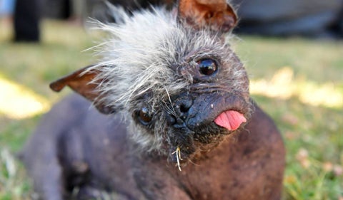 Mr. Happy Face, el perro más feo del mundo 2022