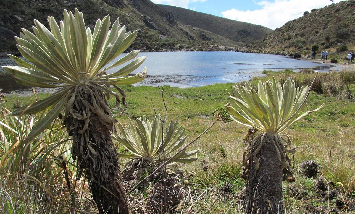 Páramo de Santurbán