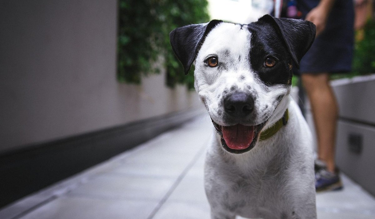 Perro