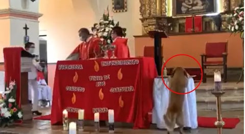Perro se roba el pan de una misa