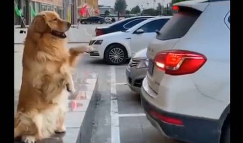 Perrito causa furor en redes por ayudar a parquear el carro de su dueño