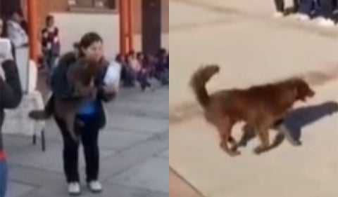 Perro recibió diploma por labor en un colegio