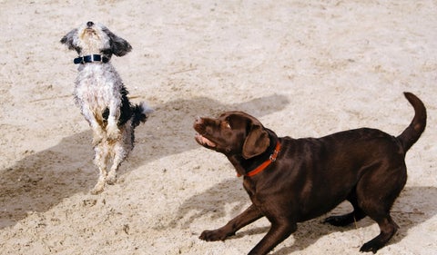 Perros