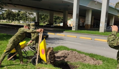 Plantación de árboles