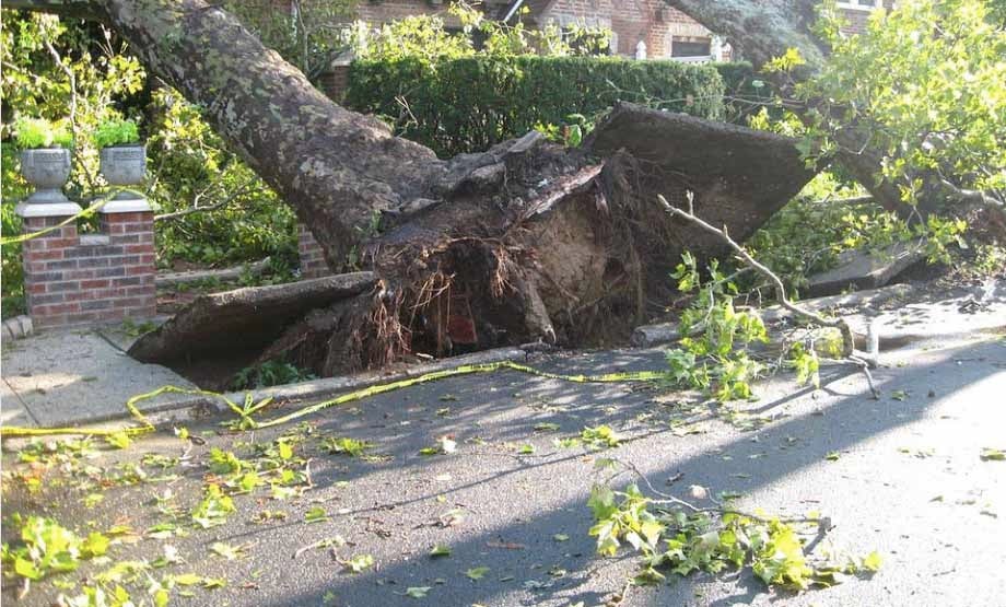 Qué tanta probabilidad hay de caída de árboles en Bogotá en invierno