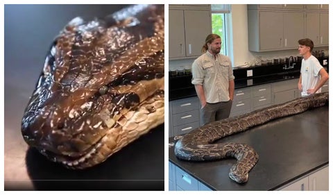 Serpiente pitón más grande del mundo: pesa más de 90 kilos