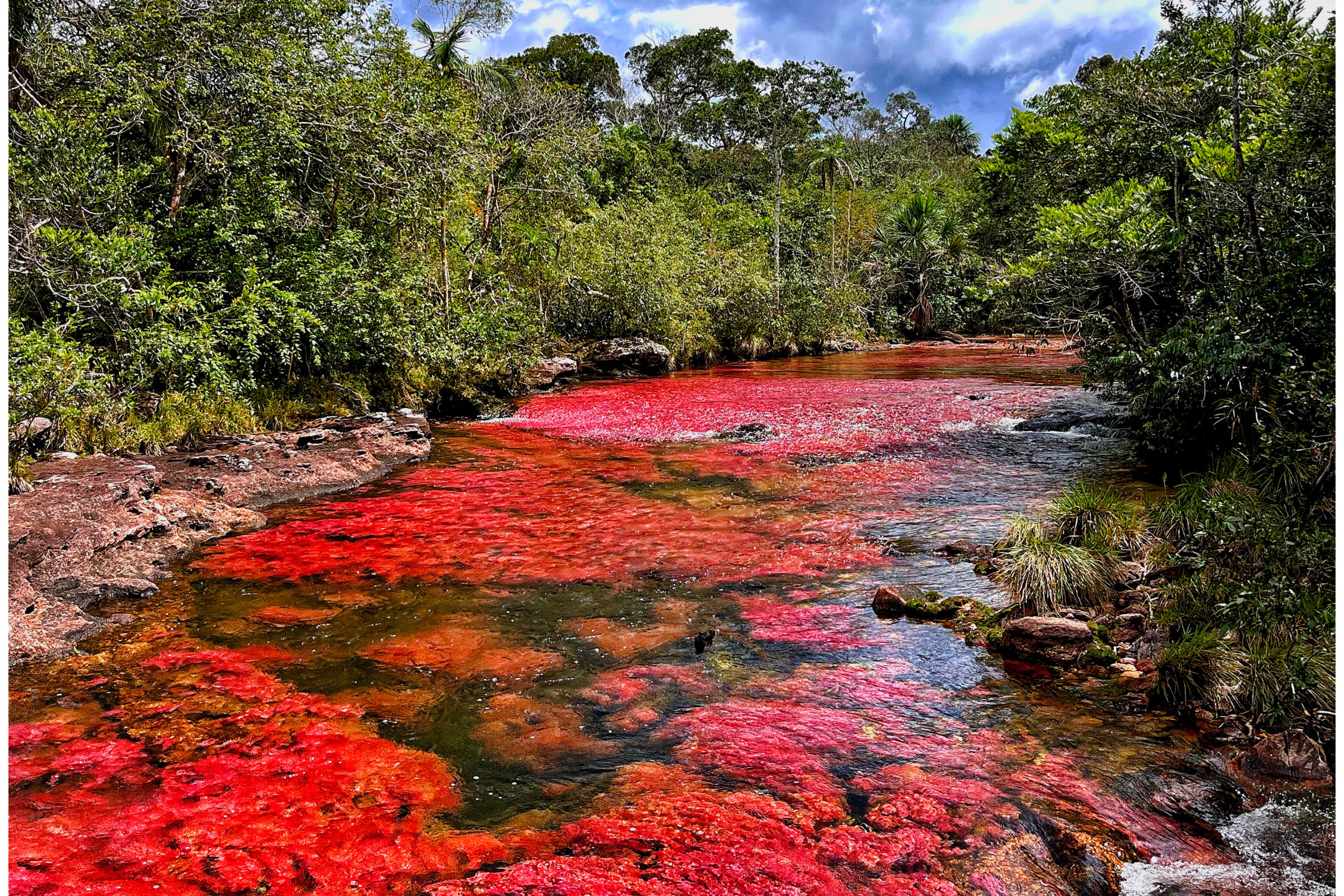 Caño Cristales