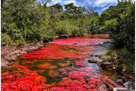 Caño Cristales