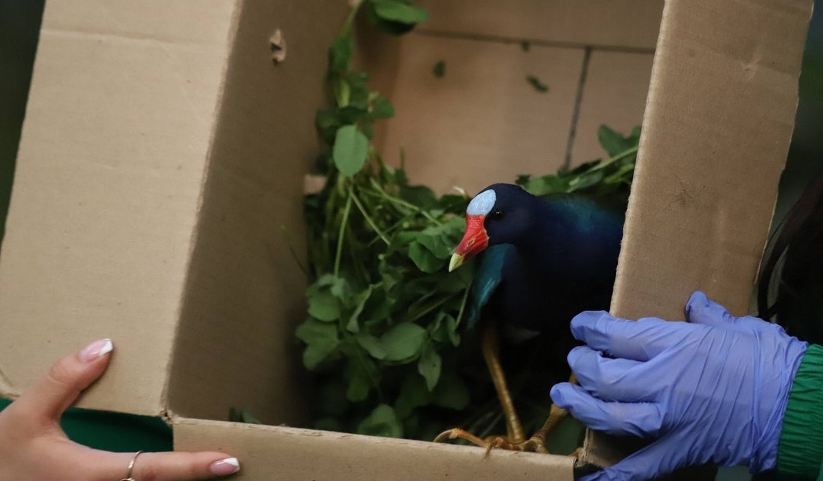 Animales silvestres recuperados en Bogotá