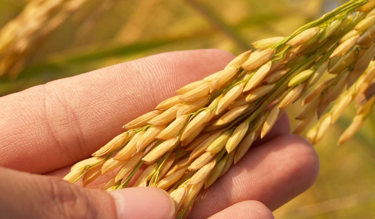 Producción de arroz