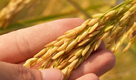 Producción de arroz
