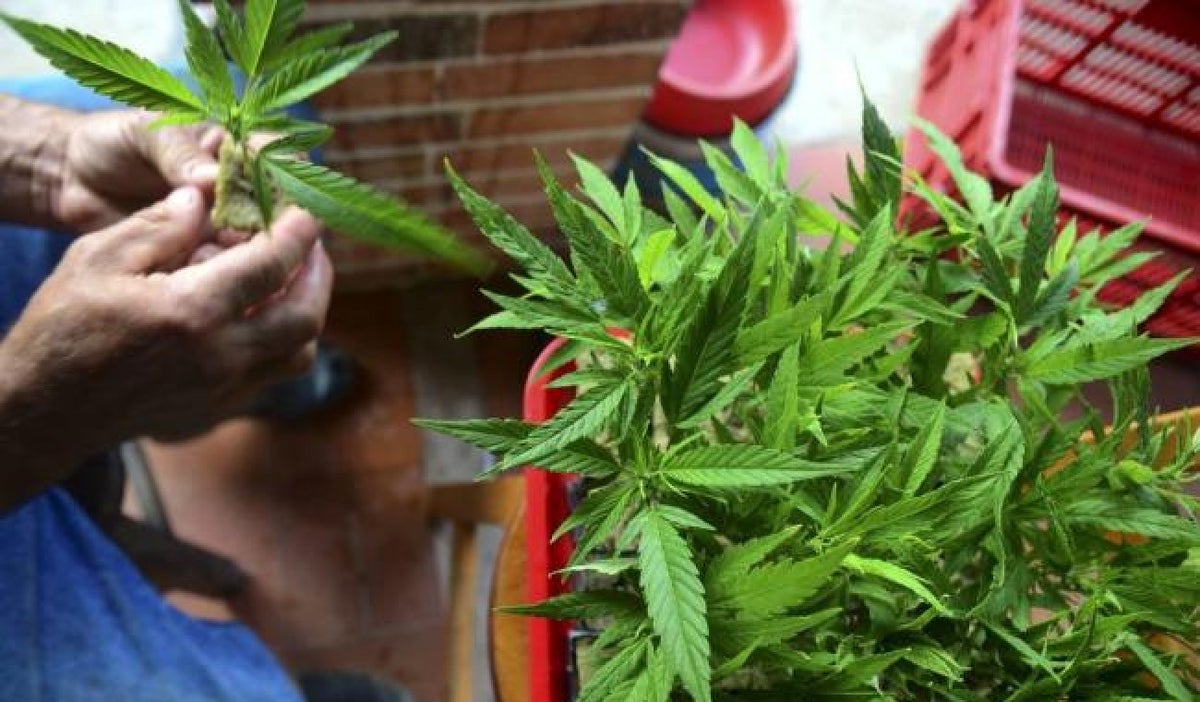planta de marihuana