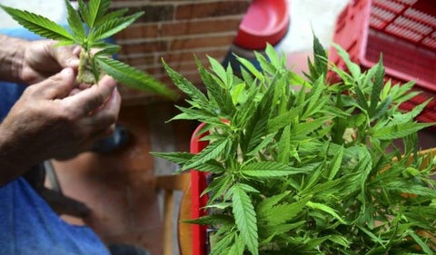planta de marihuana