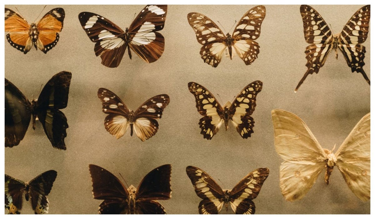 Mariposa de Duque