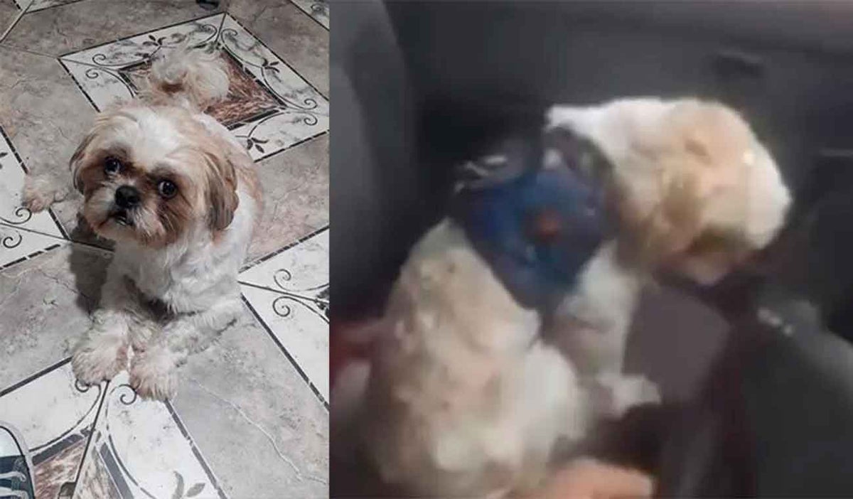 Pasajero abandonó a su perro en el interior de un taxi