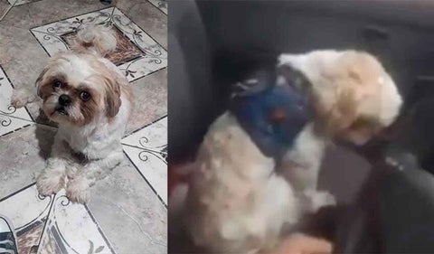 Pasajero abandonó a su perro en el interior de un taxi