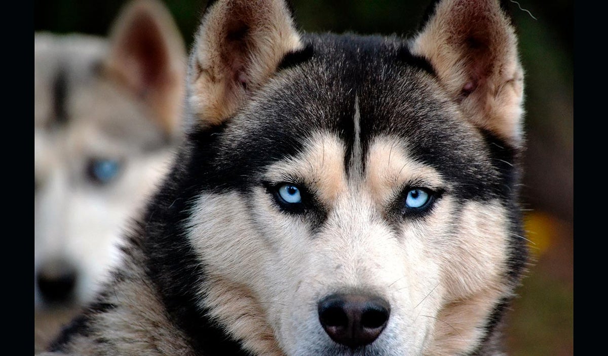Perro siberiano, raza que ayudó mucho al hombre