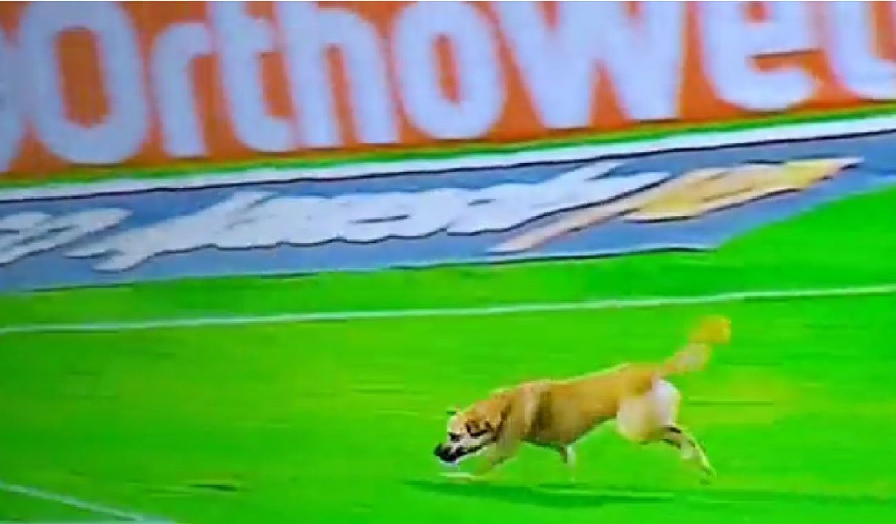 perro
