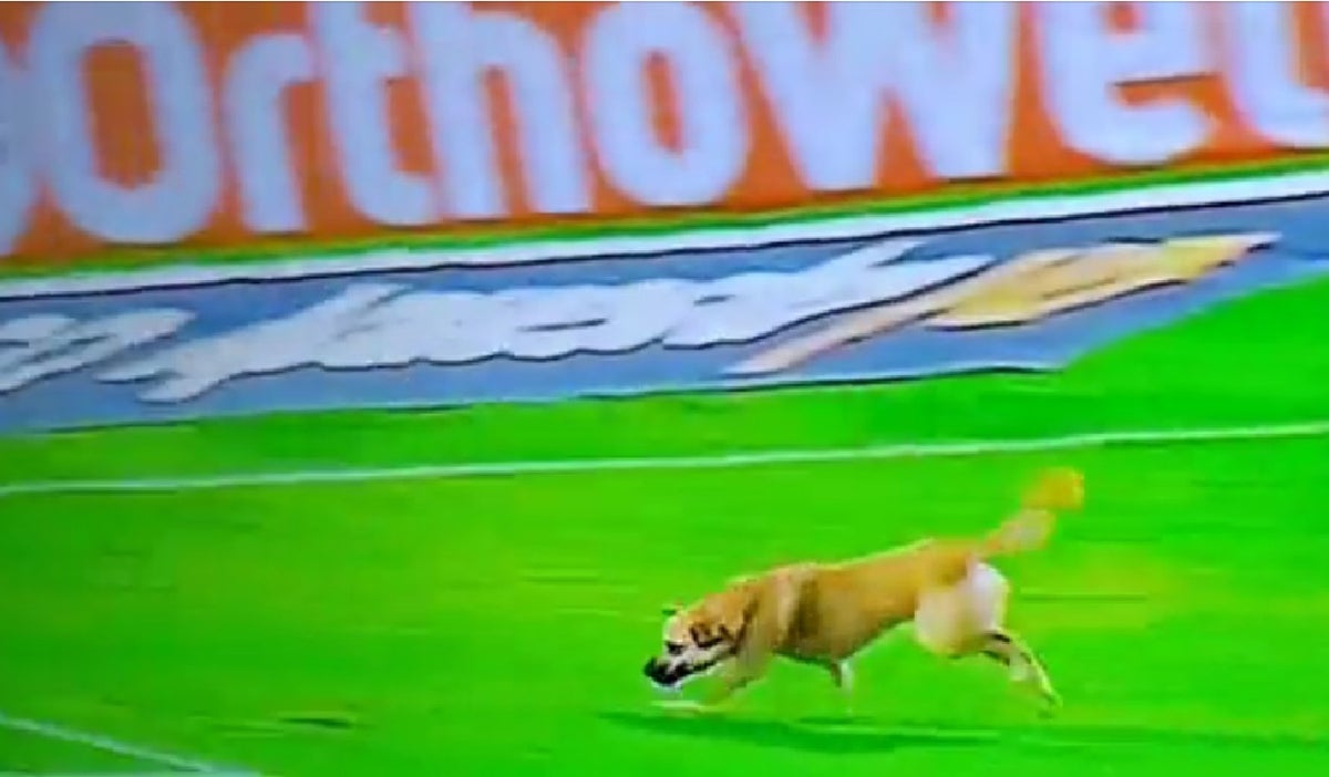 perro